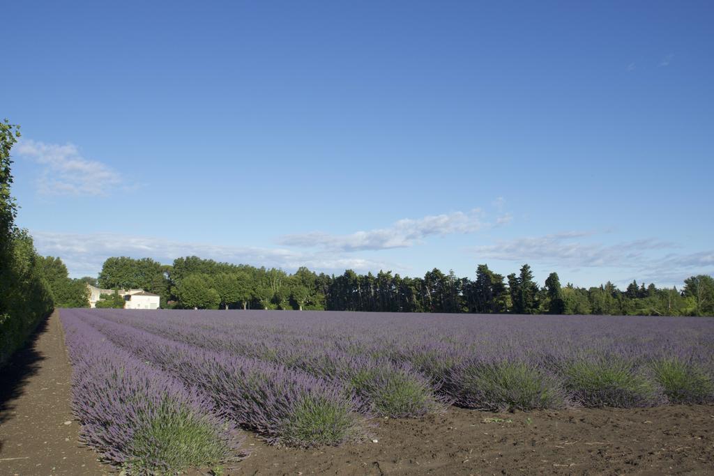 Montjoia LʼIsle-sur-la-Sorgue Exterior foto